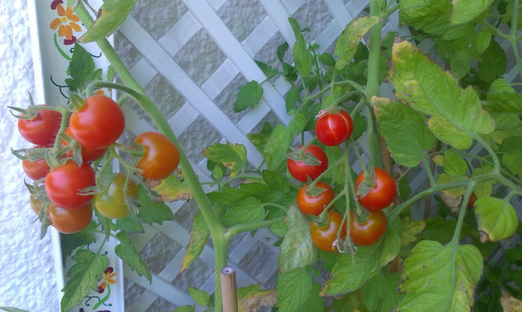 Tomaten Balkon Ernte