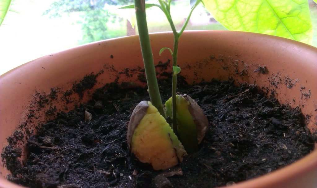 Avocado selbst anpflanzen
