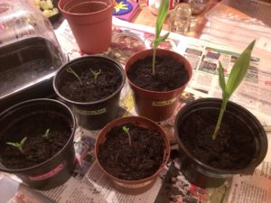 Bantam Tomaten und Mais Jungpflanzen