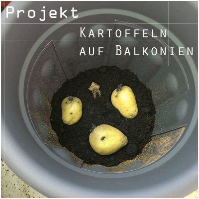 Projekt: #Kartoffelanbau auf dem Balkon