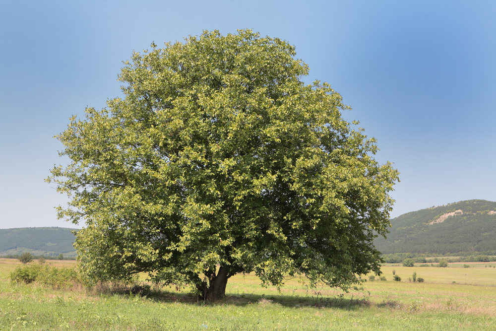 Walnussbaum Bild