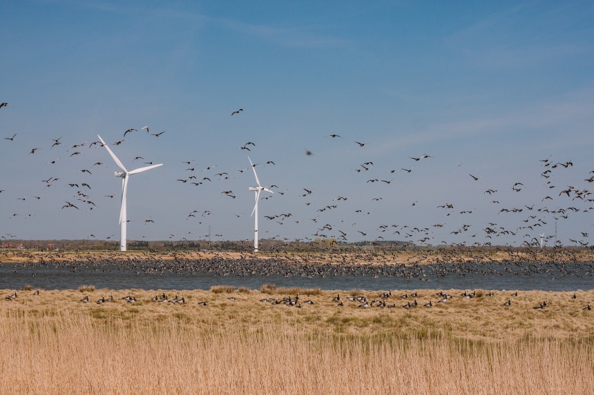 Windräder angehalten zur Rettung der Vögel