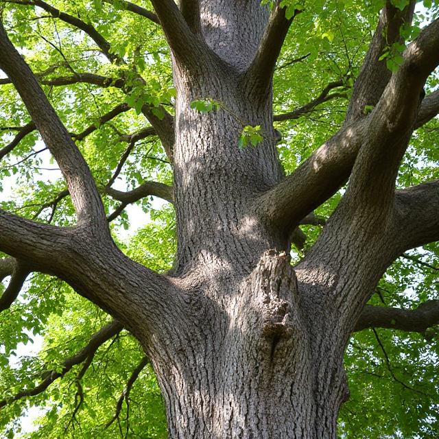 Eiche Baumstamm Rinde